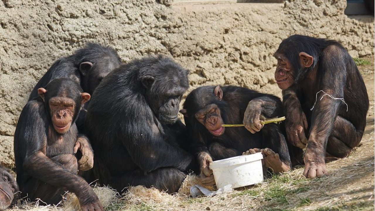 Шимпанзетата използват сложна гласова комуникация