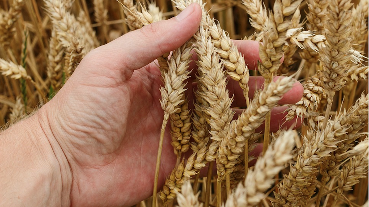 Цените на пшеницата тръгнаха стремглаво нагоре преди жътвата