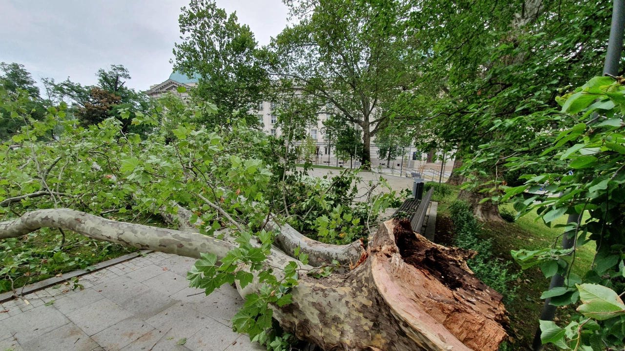 Буря повали огромно дърво върху автобусна спирка в Пловдив съобщава