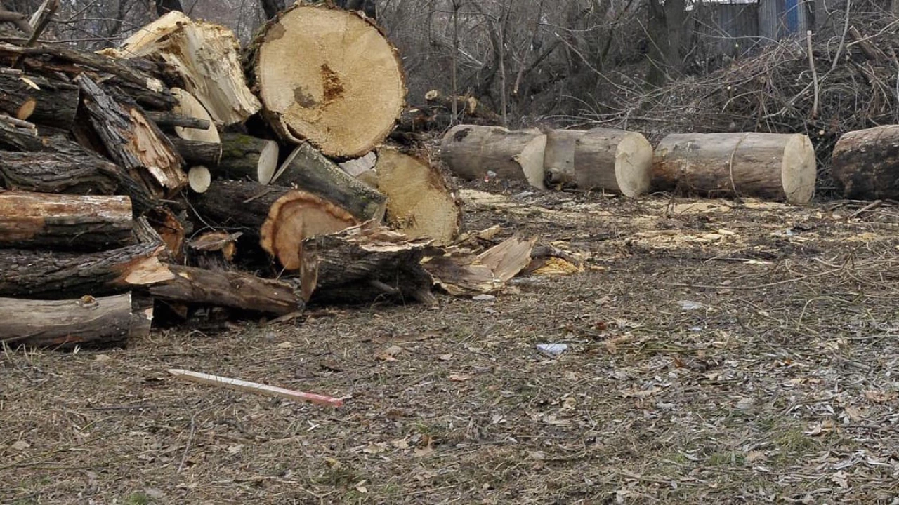 Несъответствия във вида дървесина съхранявана във временен склад на територията