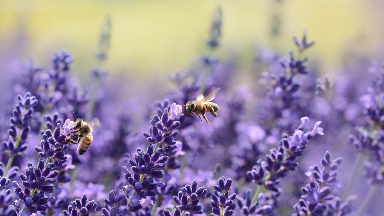 Продължават ли да измират пчелите, както преди година – една