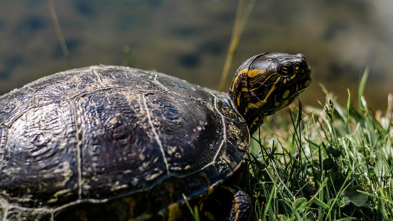 На 23 май е Световният ден на костенурките, който се