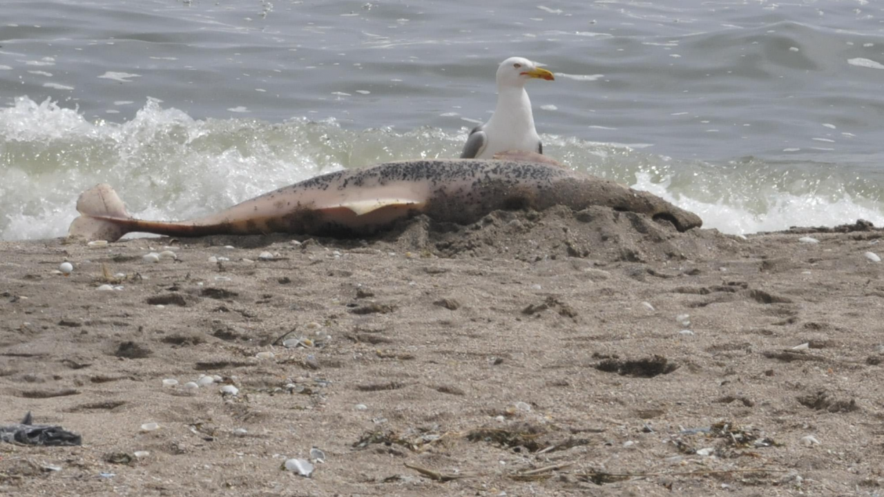 Откриха мъртъв делфин край плаж "Смокиня"