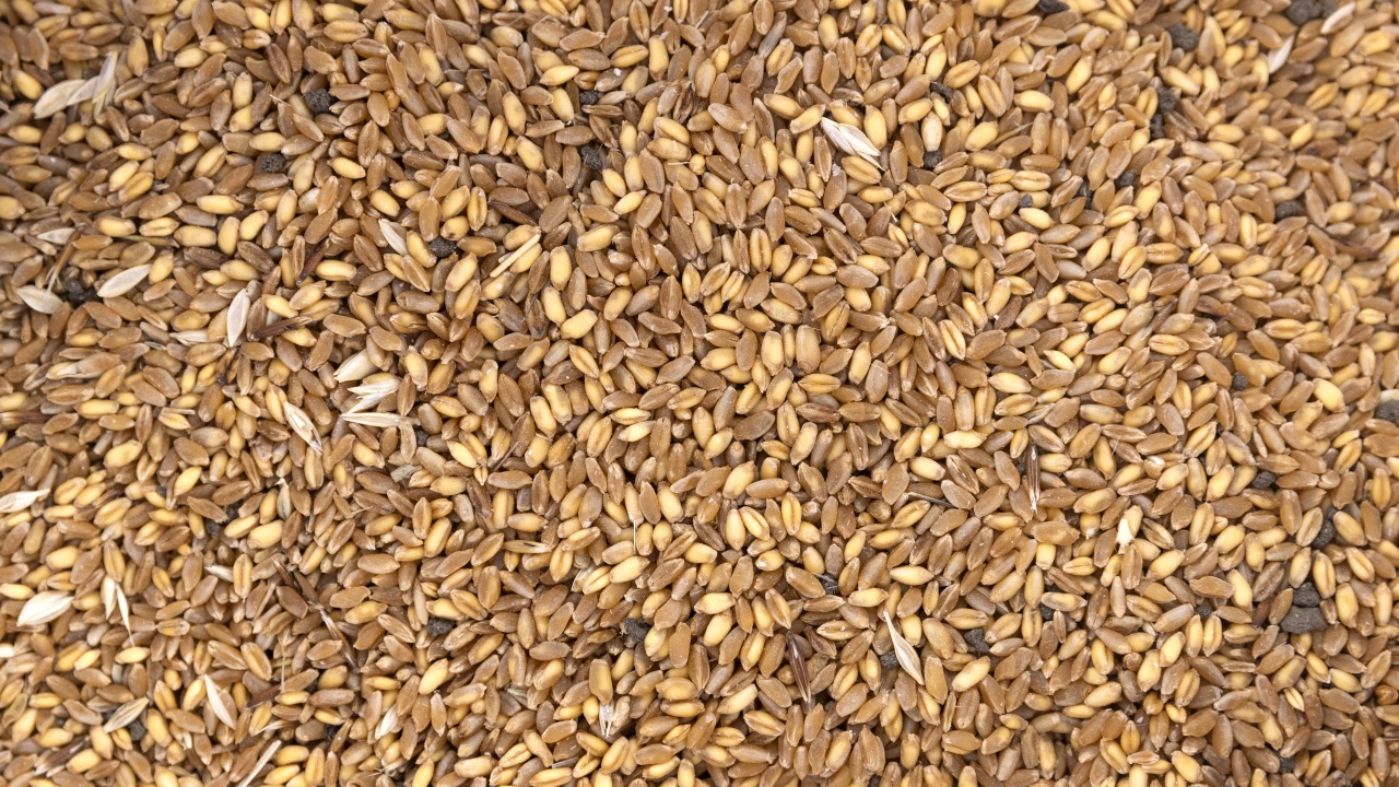 Москва обеща износ на 50 милиона тона зърно въз основа на прогнозите за реколтата