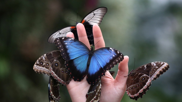 Половината от пеперудите във Великобритания са застрашени от изчезване