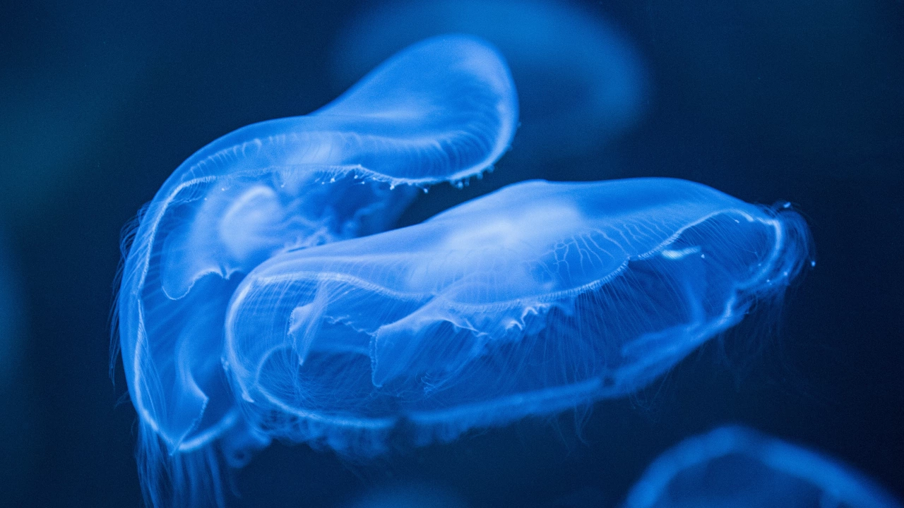 Очаква се ръст на популацията на опасни медузи в Средиземно