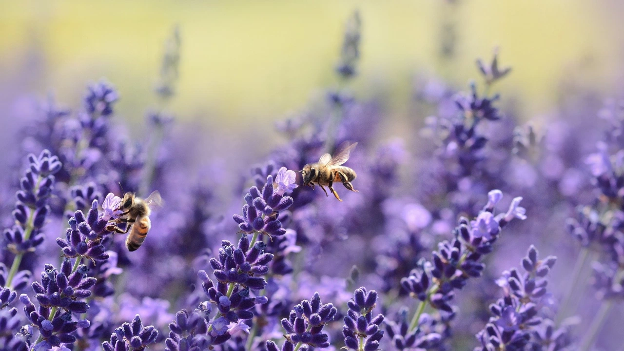 Продължават ли да измират пчелите както преди година – една
