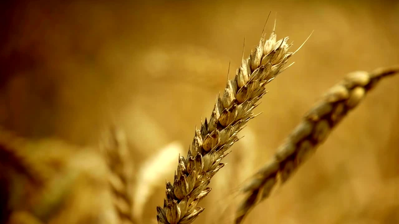 В момента състоянието на пшеницата в България е относително добро