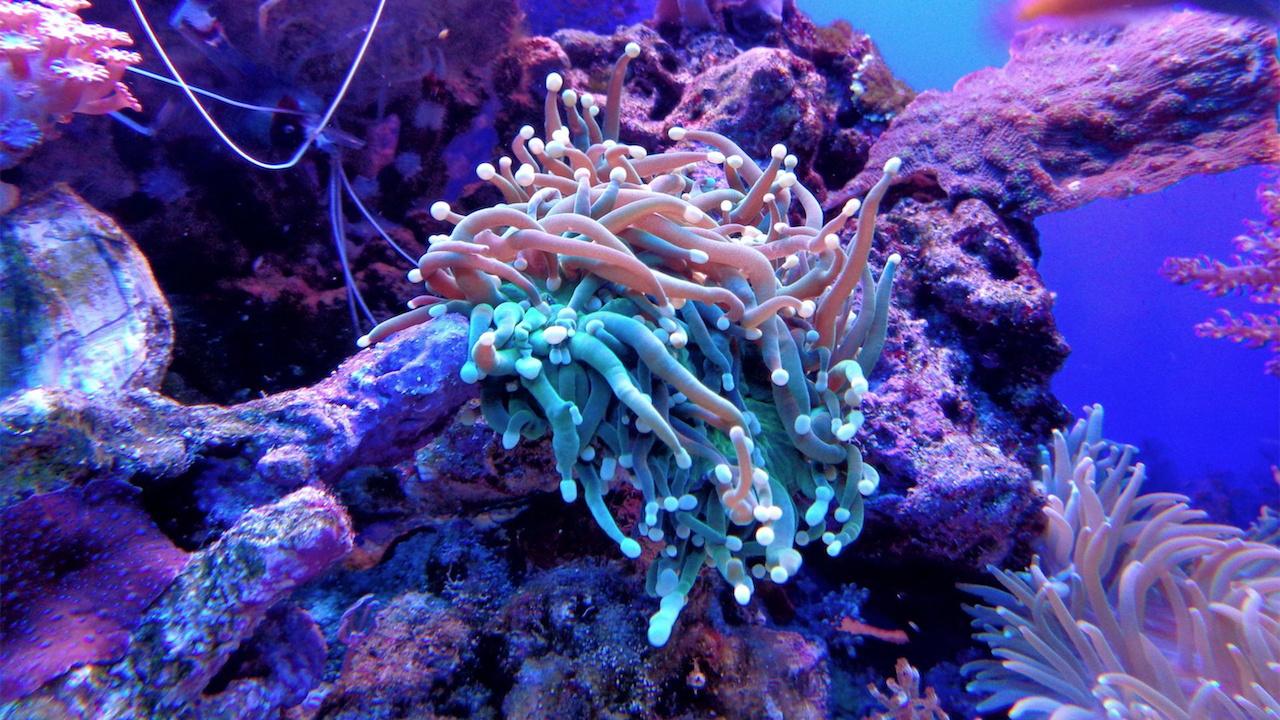 Изкуствен интелект изучава "песните" на кораловите рифове