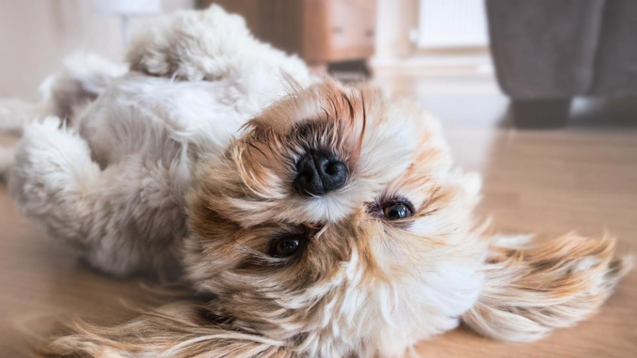 Община Сливен въвежда електронна регистрация на домашните кучета