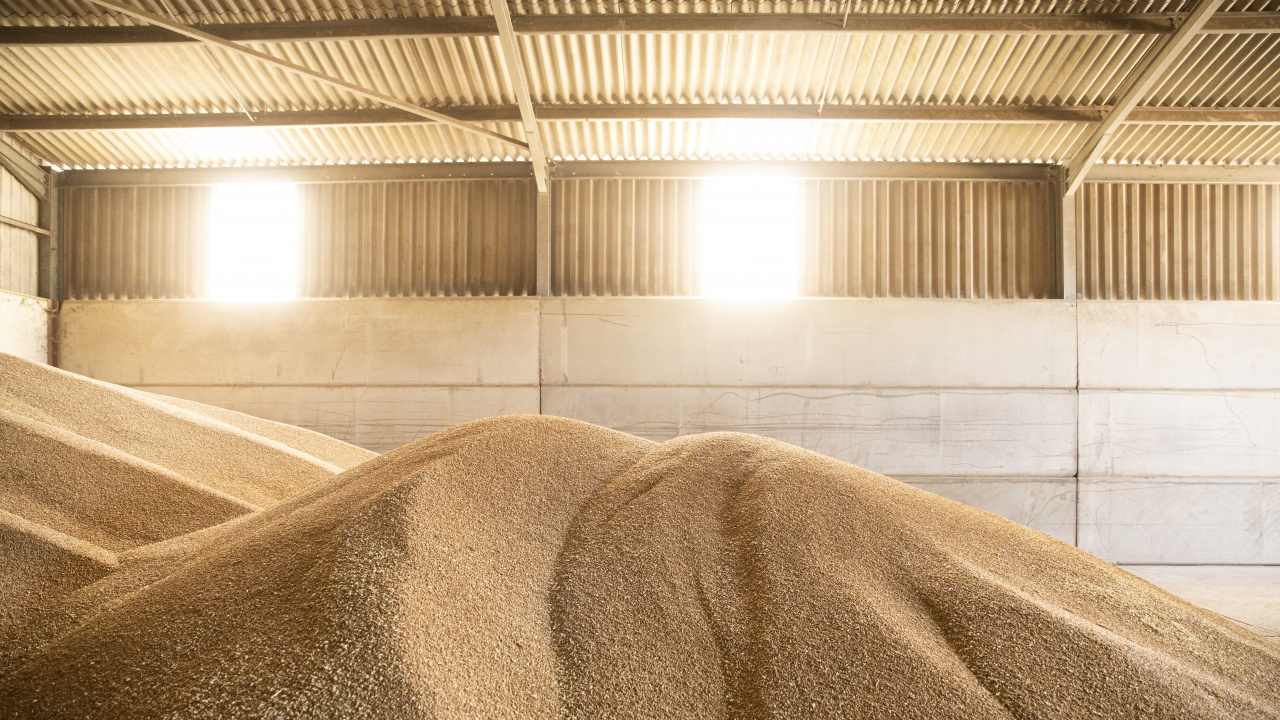 Египет закупи 465 000 тона пшеница с произход от Русия,