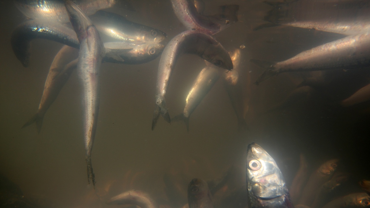 Замърсяване и мъртва риба в река Белица