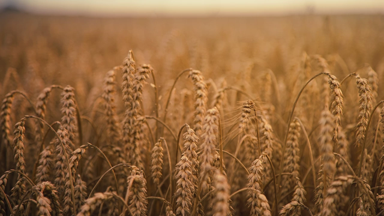 Механизъм за износ на зърно от Украйна може да бъде