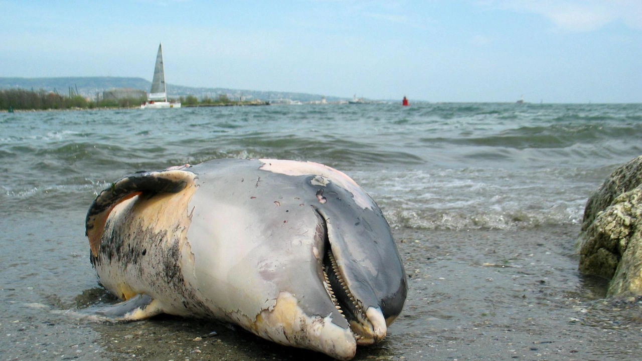Мъртъв делфин е изхвърлен от морето на плажа в курорта