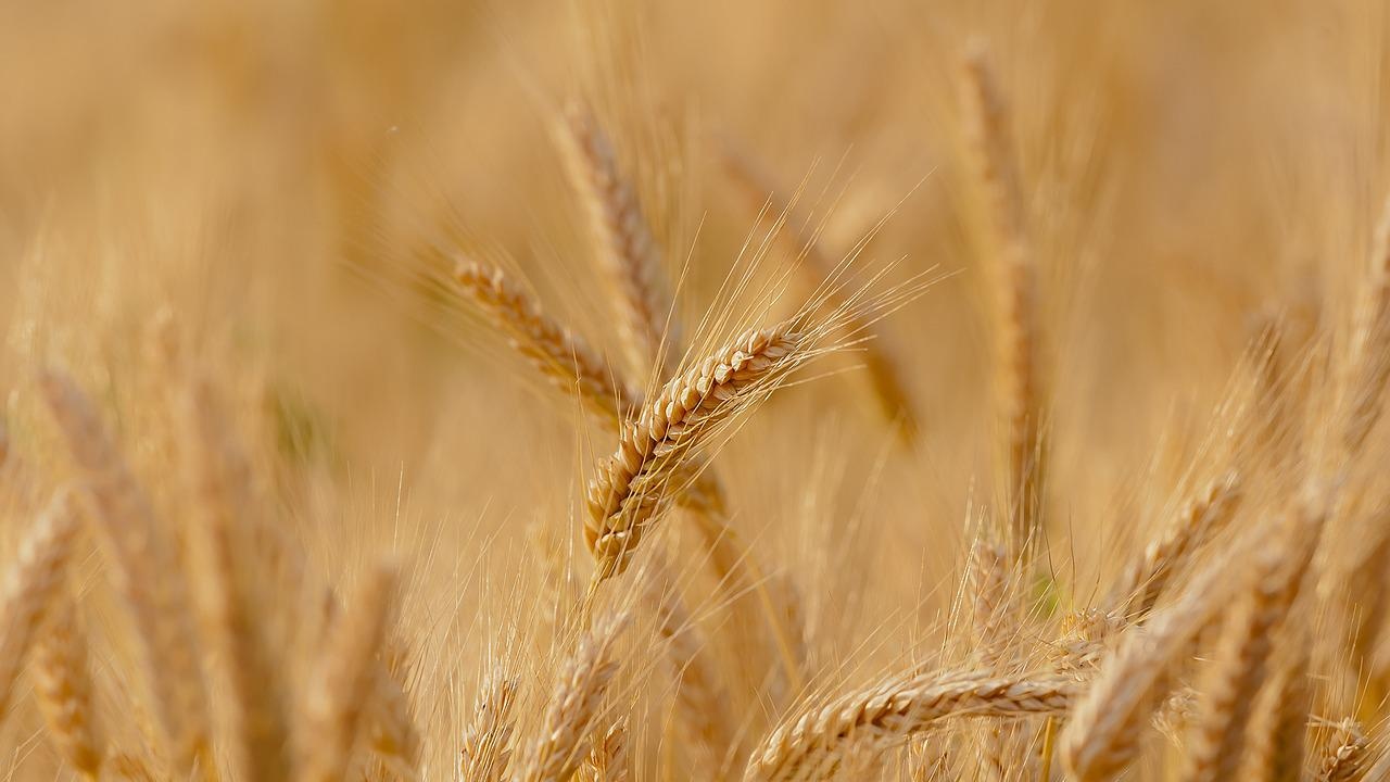 Египет е получил първата пратка пшеница от Индия, съобщи ръководителят