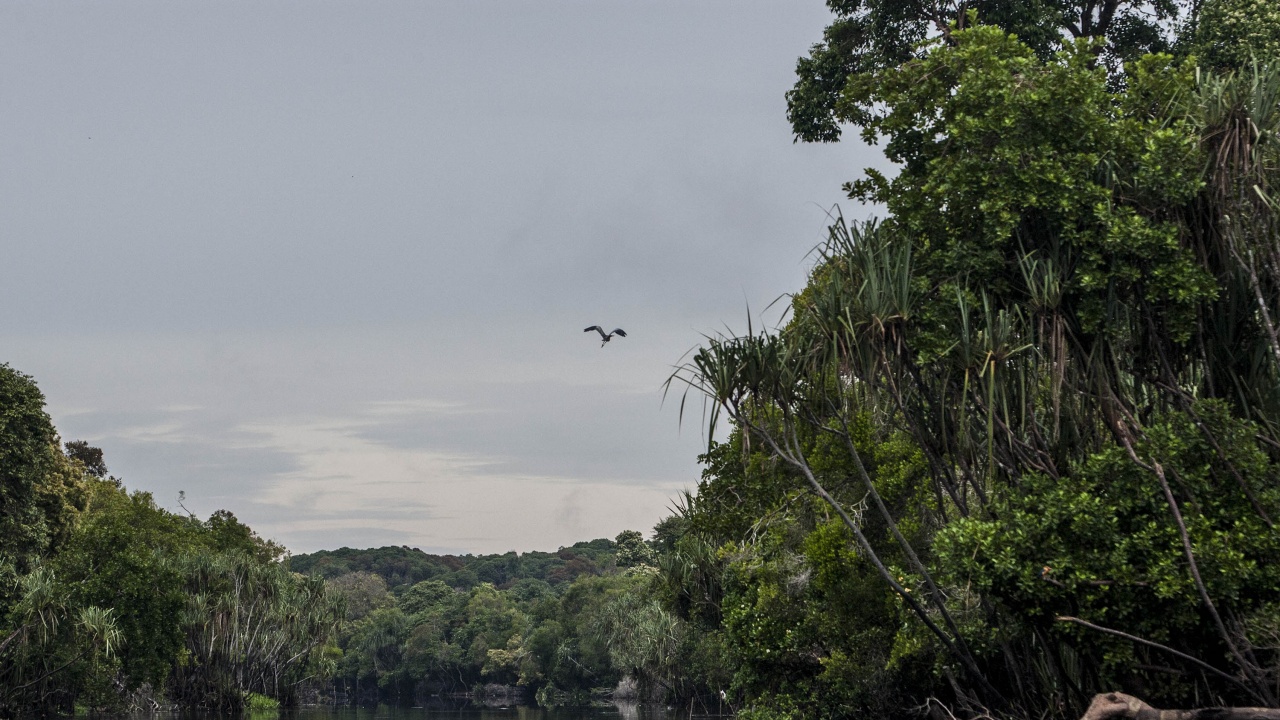 Британски журналист и бразилски експерт изчезнаха в Амазония
