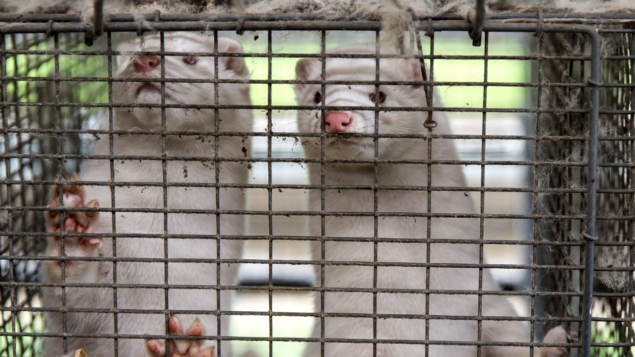 Стартира Европейска гражданска инициатива за забрана на отглеждането и убиването на животни за ценни кожи