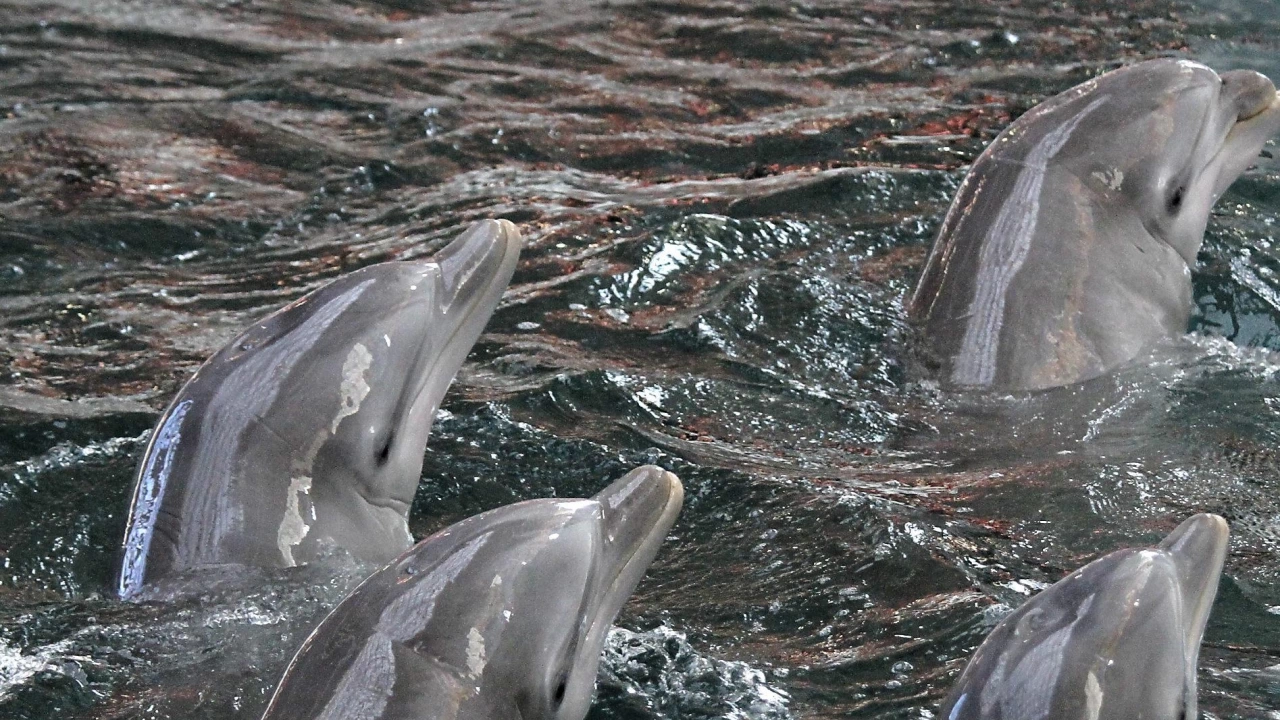 За нашествие на делфини по българското крайбрежие алармират рибари Според тях