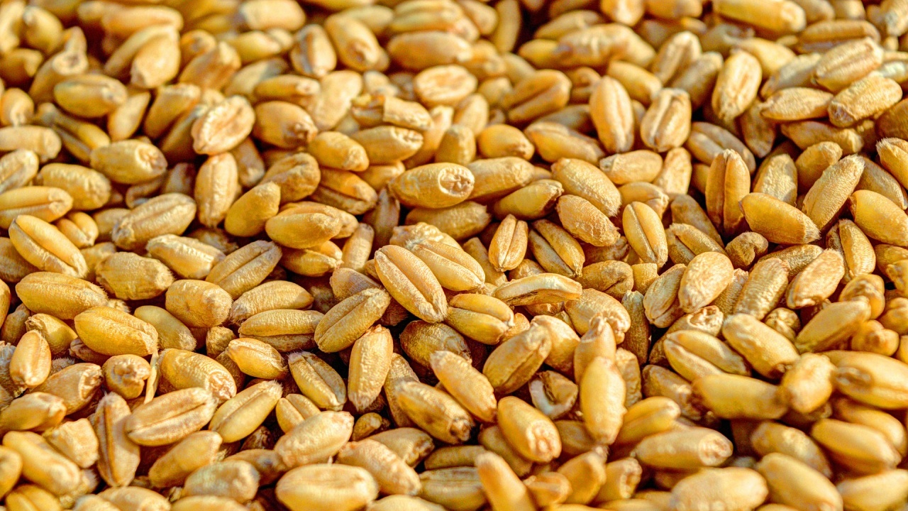 Египет получи 63 000 тона пшеница от Франция съобщи в