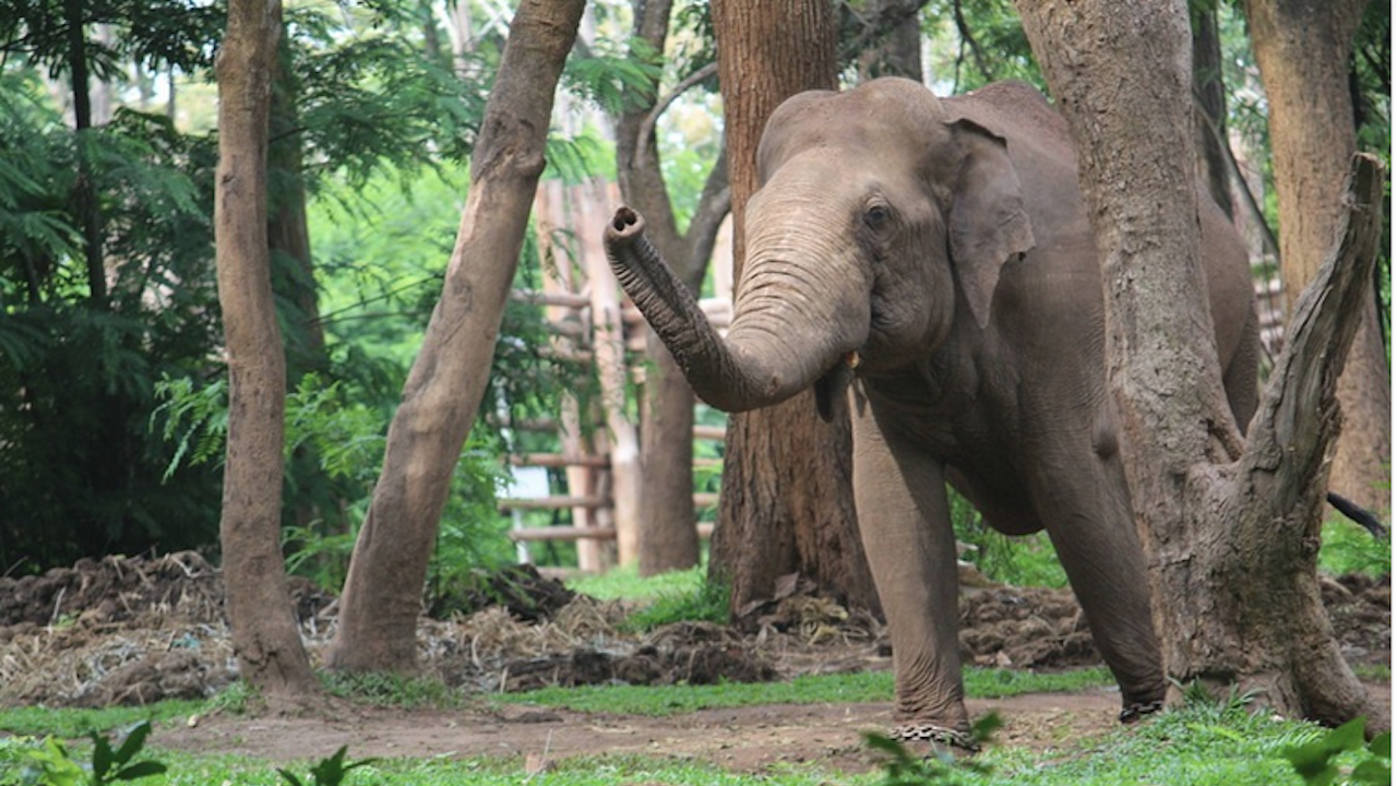Слон стъпка и уби 70-годишна жена в Индия. След това