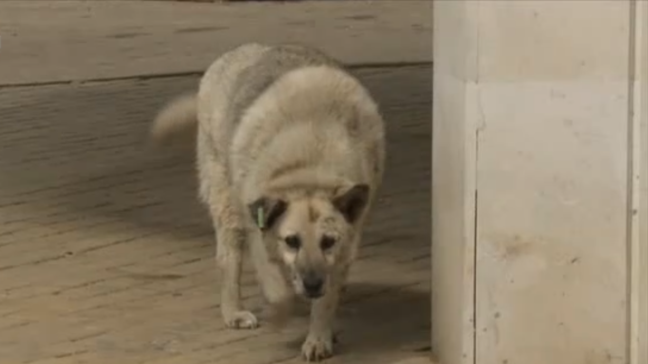 Бездомни кучета тормозят туристи и работещи в "Златни пясъци"