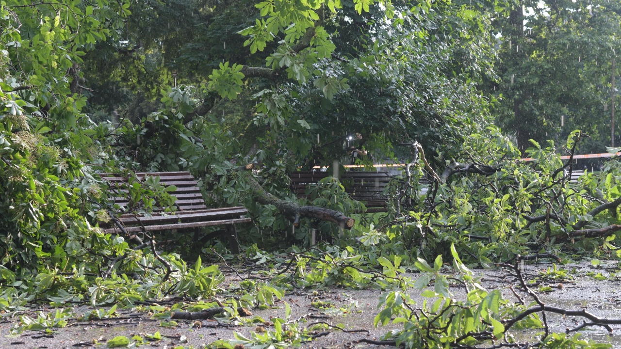 Дърво падна пред Народния театър в София, пострада 17-годишно момиче