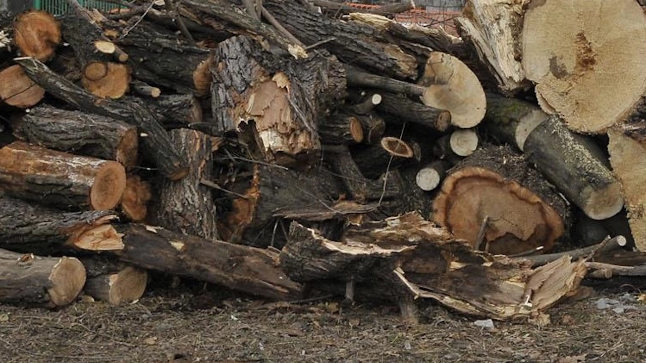 Камион с незаконна дървесина е задържан в района на симитлийското