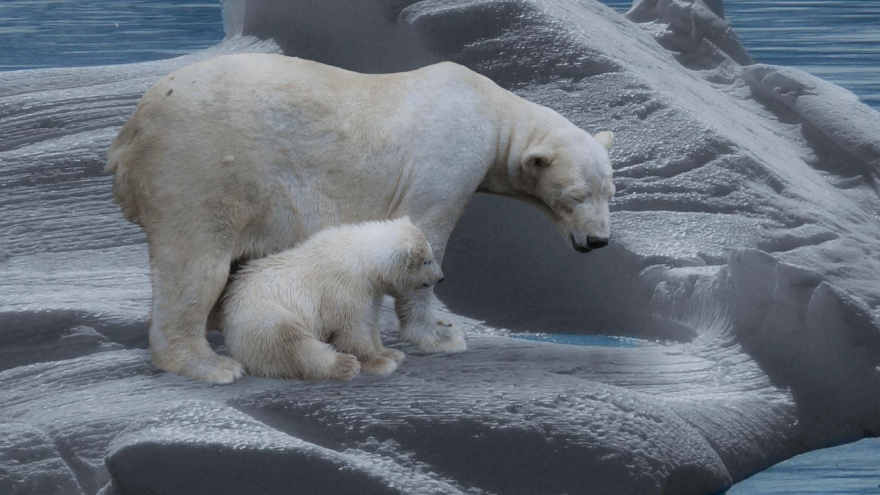 Бързото топене на арктическия морски лед представлява сериозна заплаха за