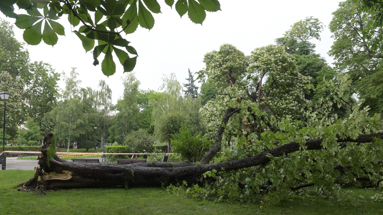 Изкоренени дървета и материални щети остави бурята в Козлодуй