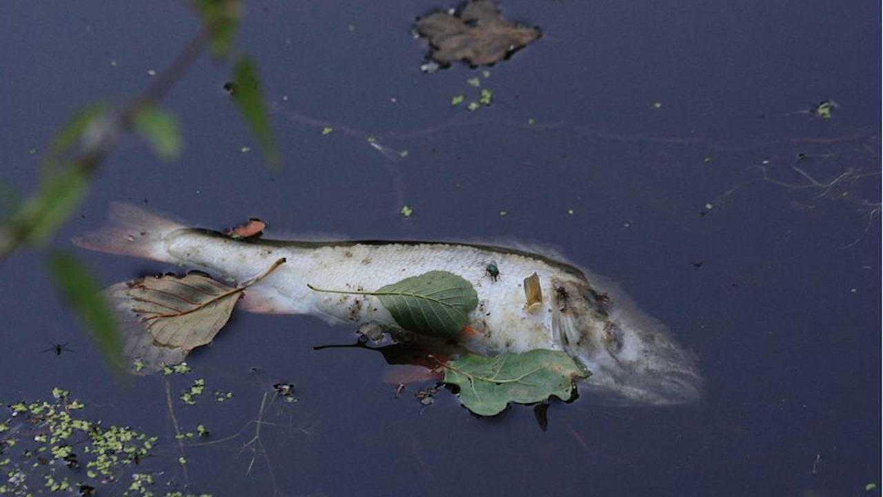 Мъртва риба изпълни язовир Студен кладенец. Повече от месец институциите
