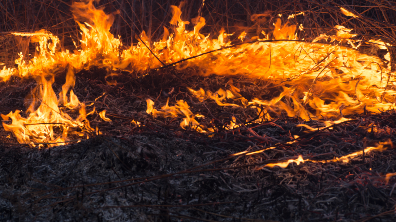 Горещините в Пловдив разгоряха десетки пожари