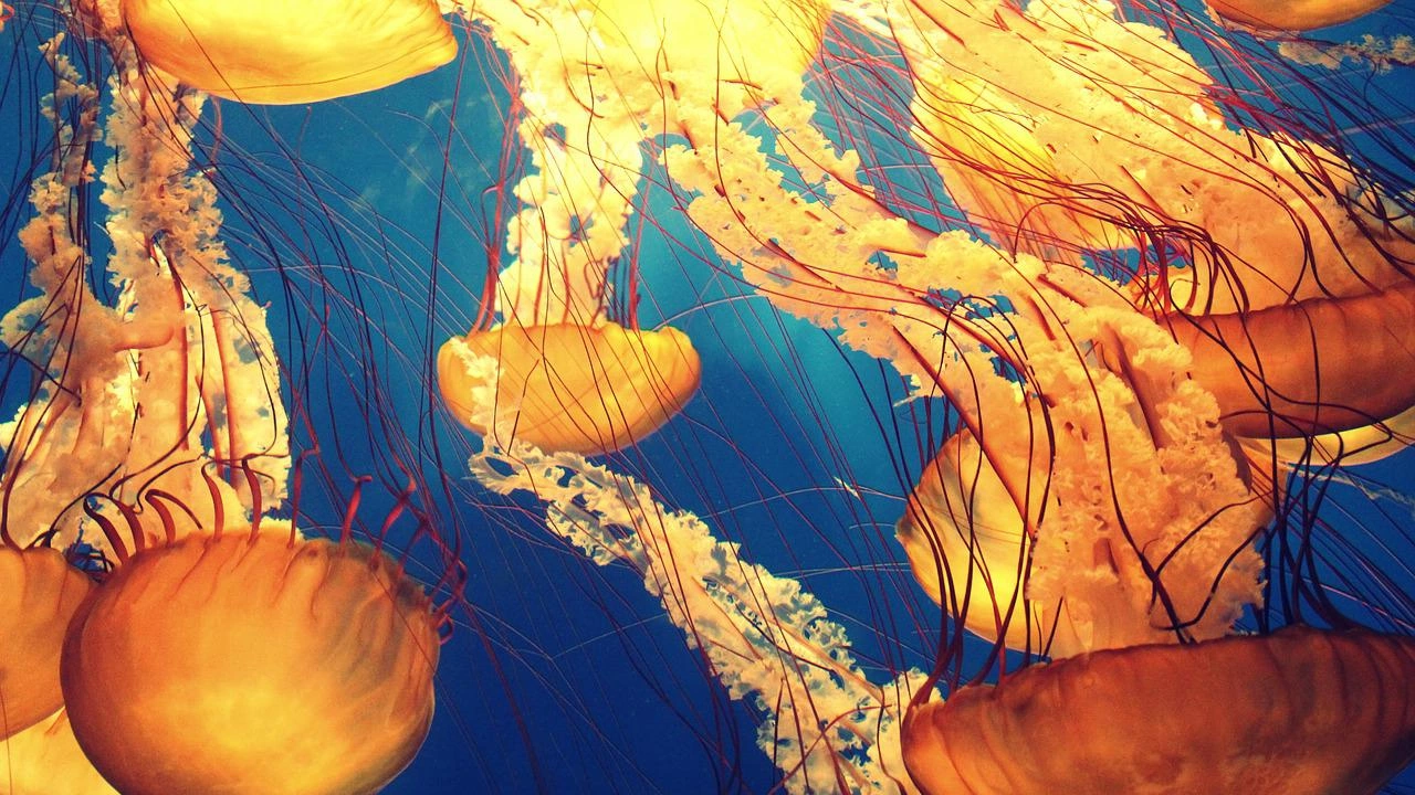 Медузи наводниха северните части на Адриатическо море тази година информира