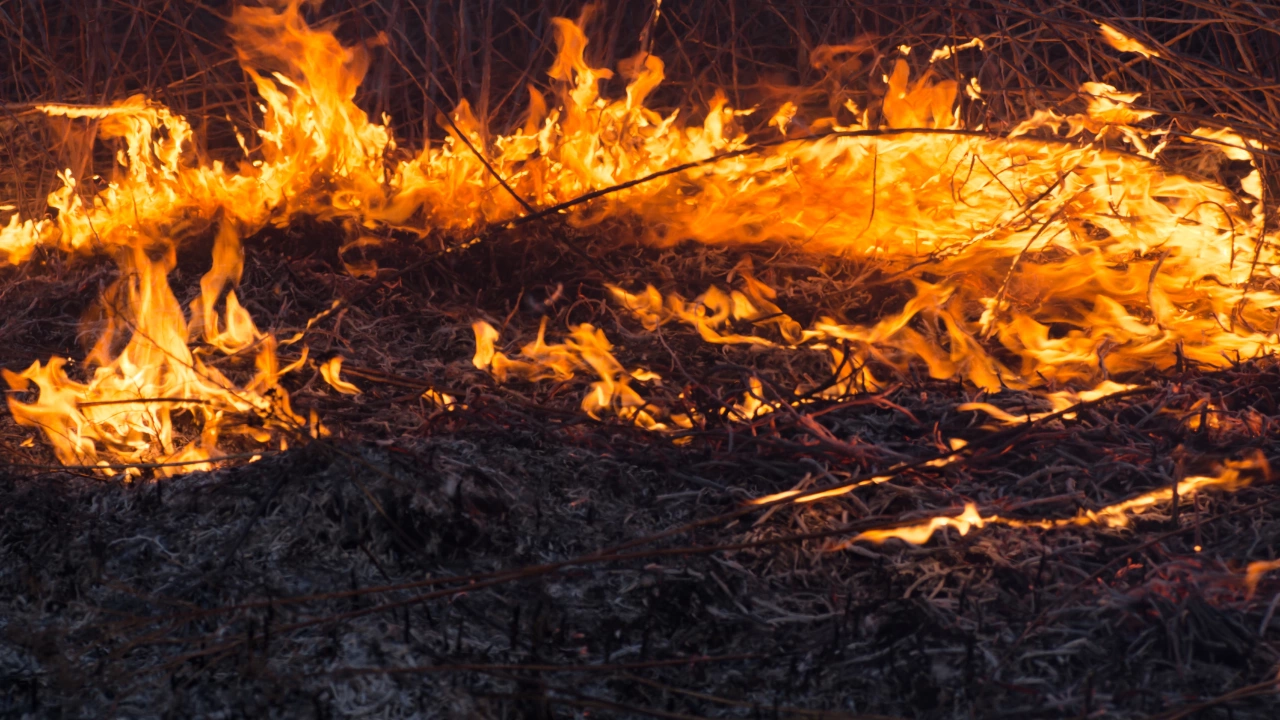 Горещо започва юли за пловдивските пожарникари Жегата е разпалила повече от
