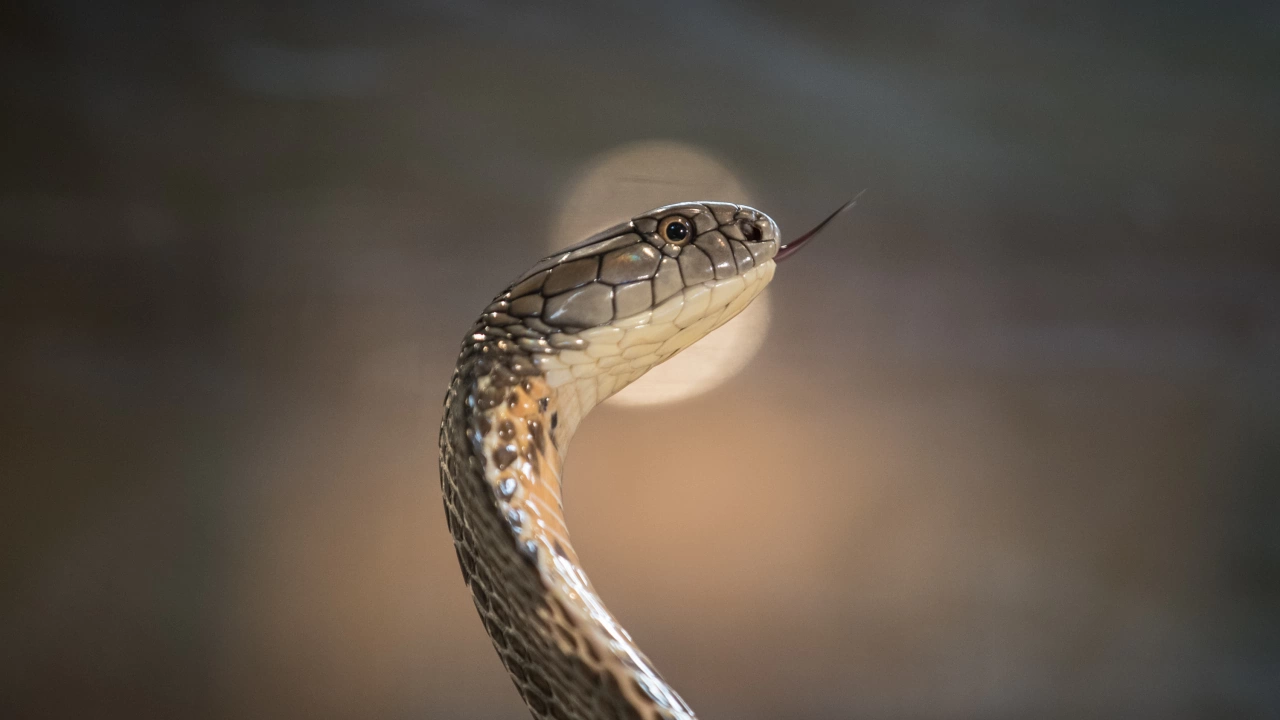 История с продължение за змията която беше открита на стълбищния