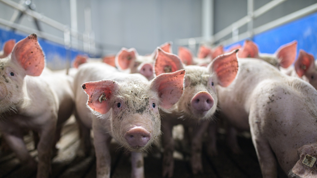 Германия регистрира два нови случая на африканска чума по свинете