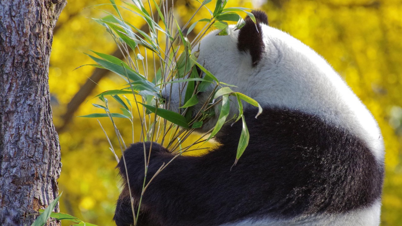 Шуан Шуан, най-старата панда в Мексико умря на 35 години