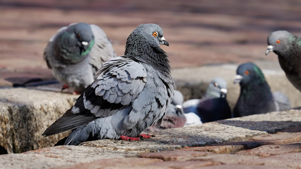 Изследователи от Оксфордския университет са открили колонии на диви гълъби
