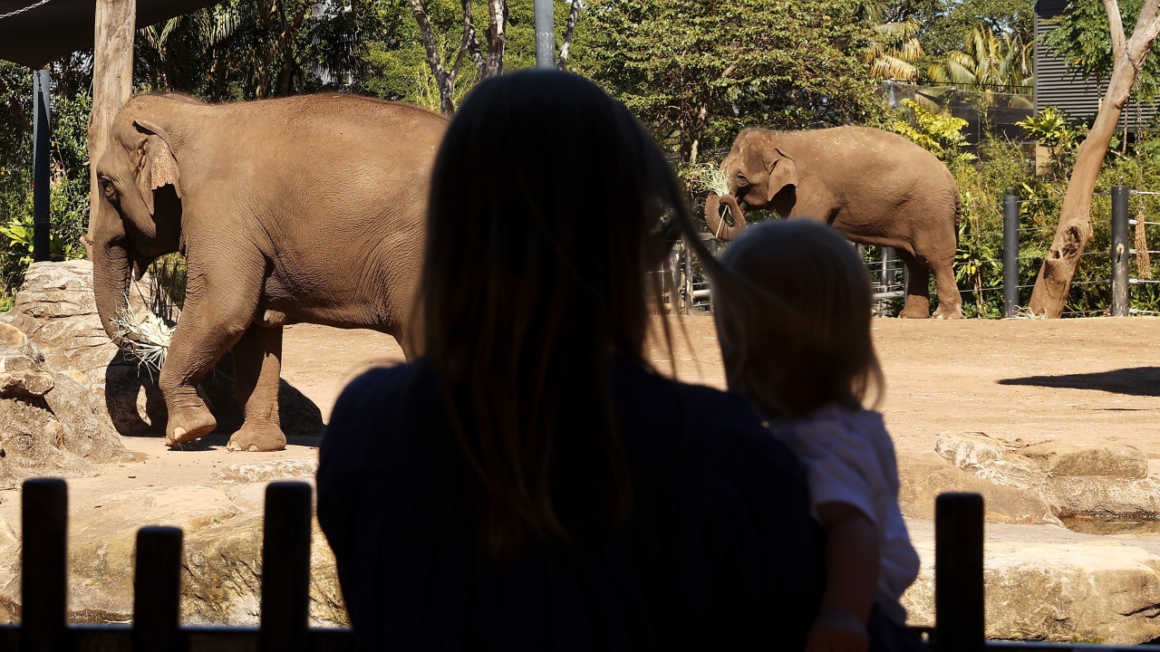 Слоницата Омиша умря от слонски херпес по-малко от две седмици