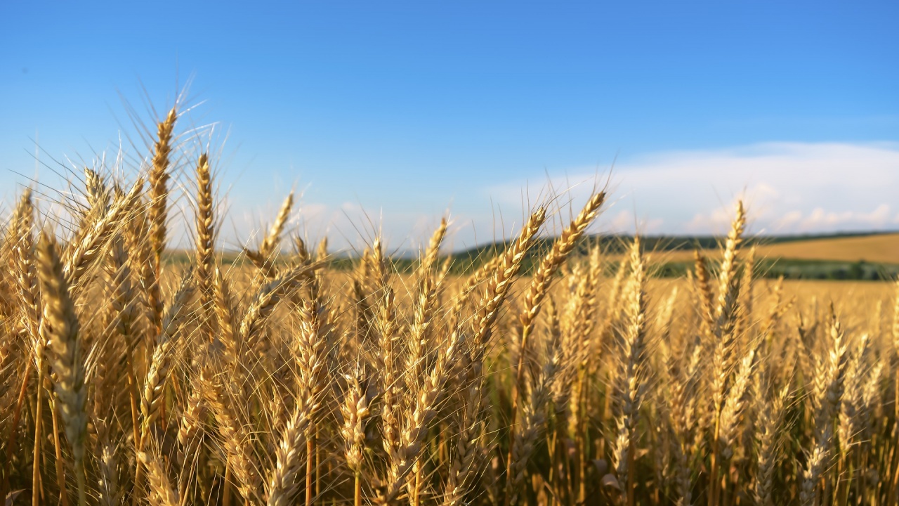 Русия, Украйна, Турця и ООН създават координационен център за гарантиране на безопасни маршрути за износ на жито