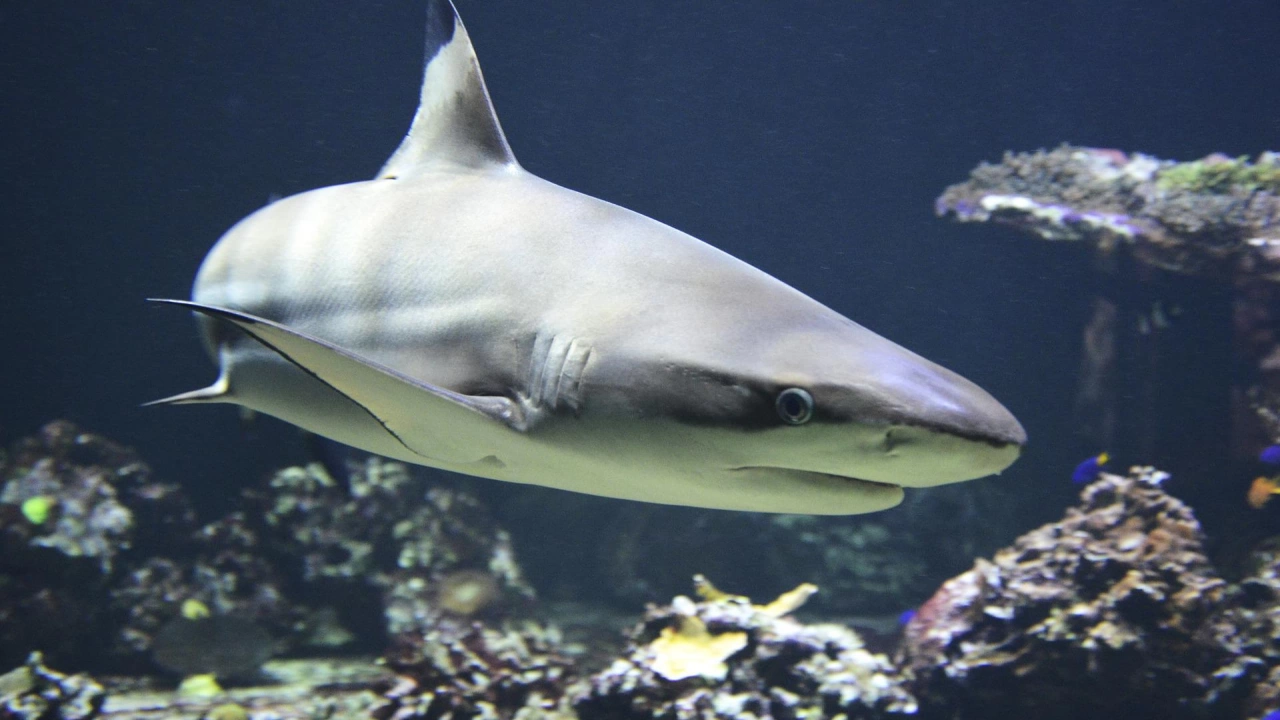 Сезонът на размножаване на акулите е причина за скорошните нападения