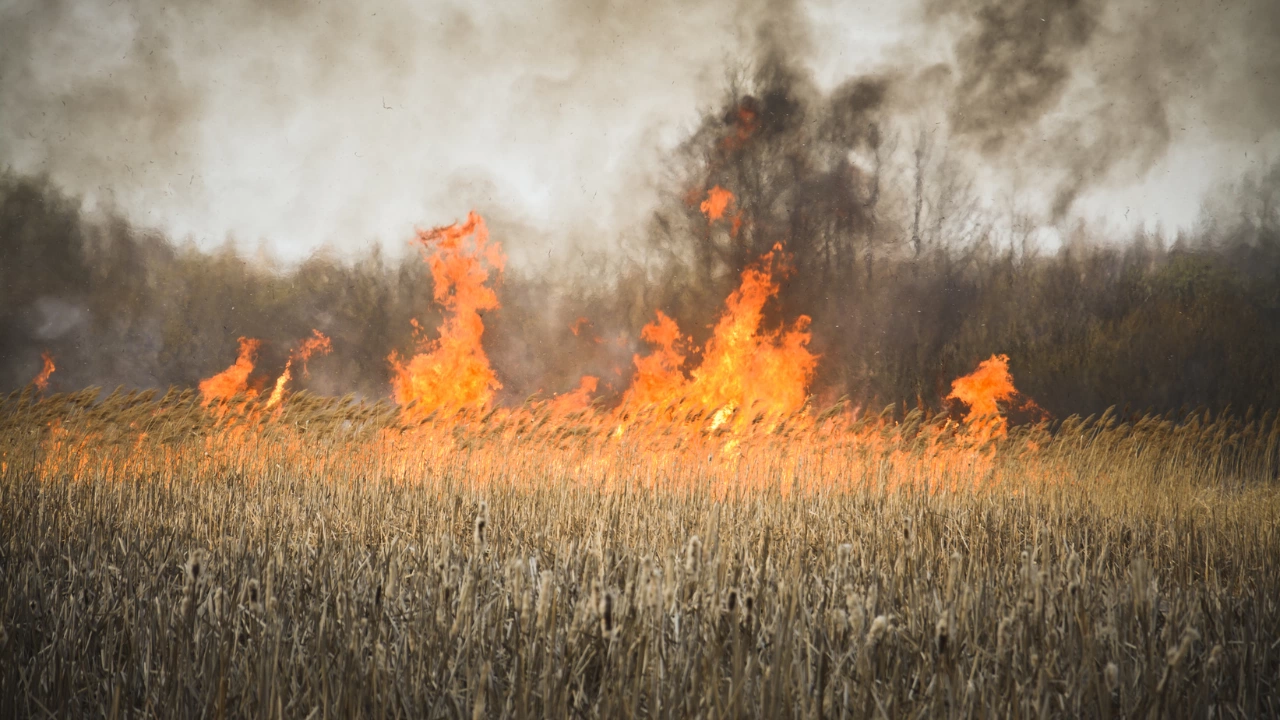 Мъж е загинал при пожар сред сухи треви в лясковското