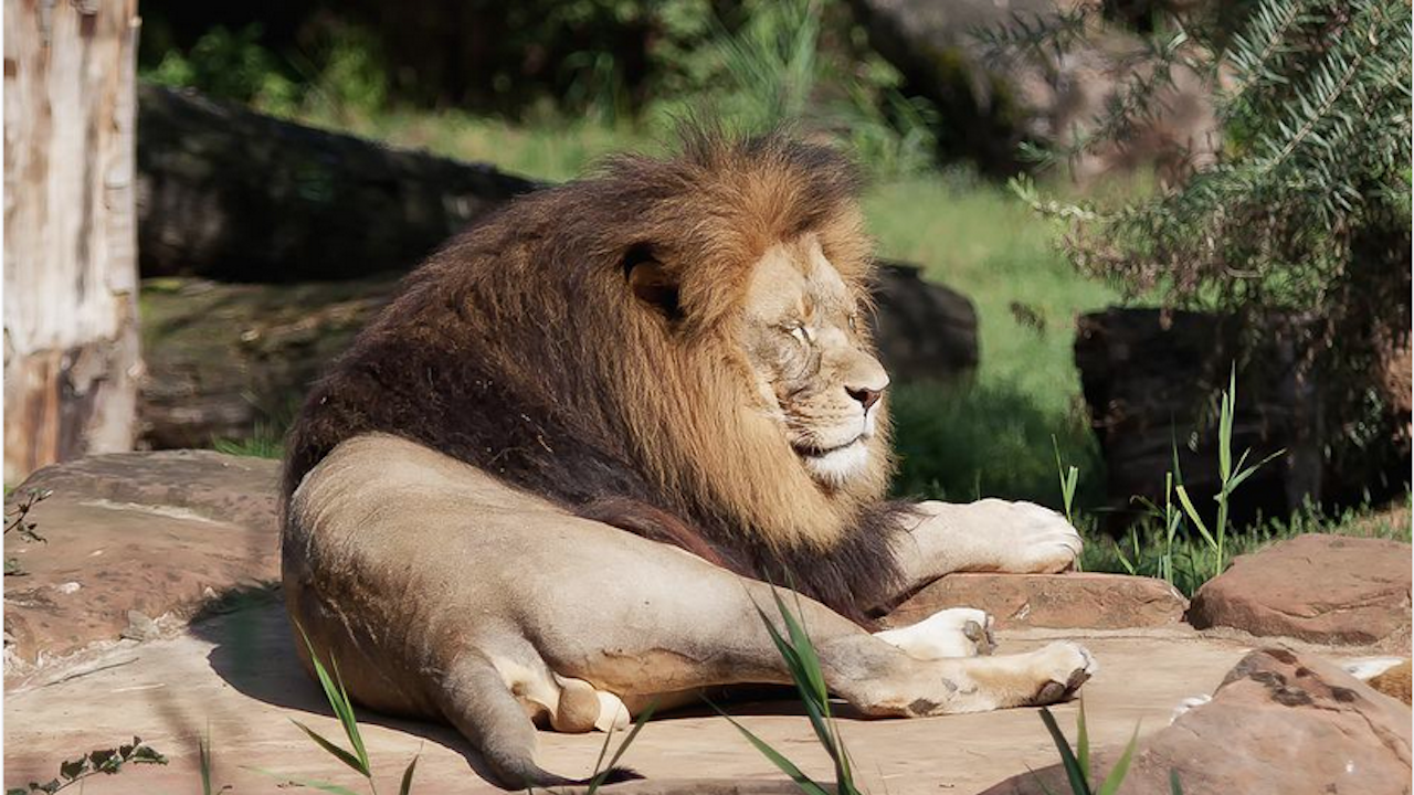 Женска лъвица беше смъртоносно ранена, докато се запознавала с нов