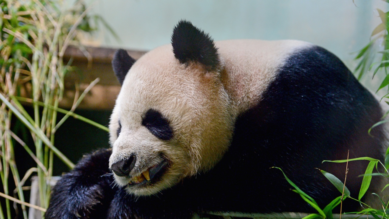 Най-възрастната мъжка голяма панда Ан Ан почина на 35 години