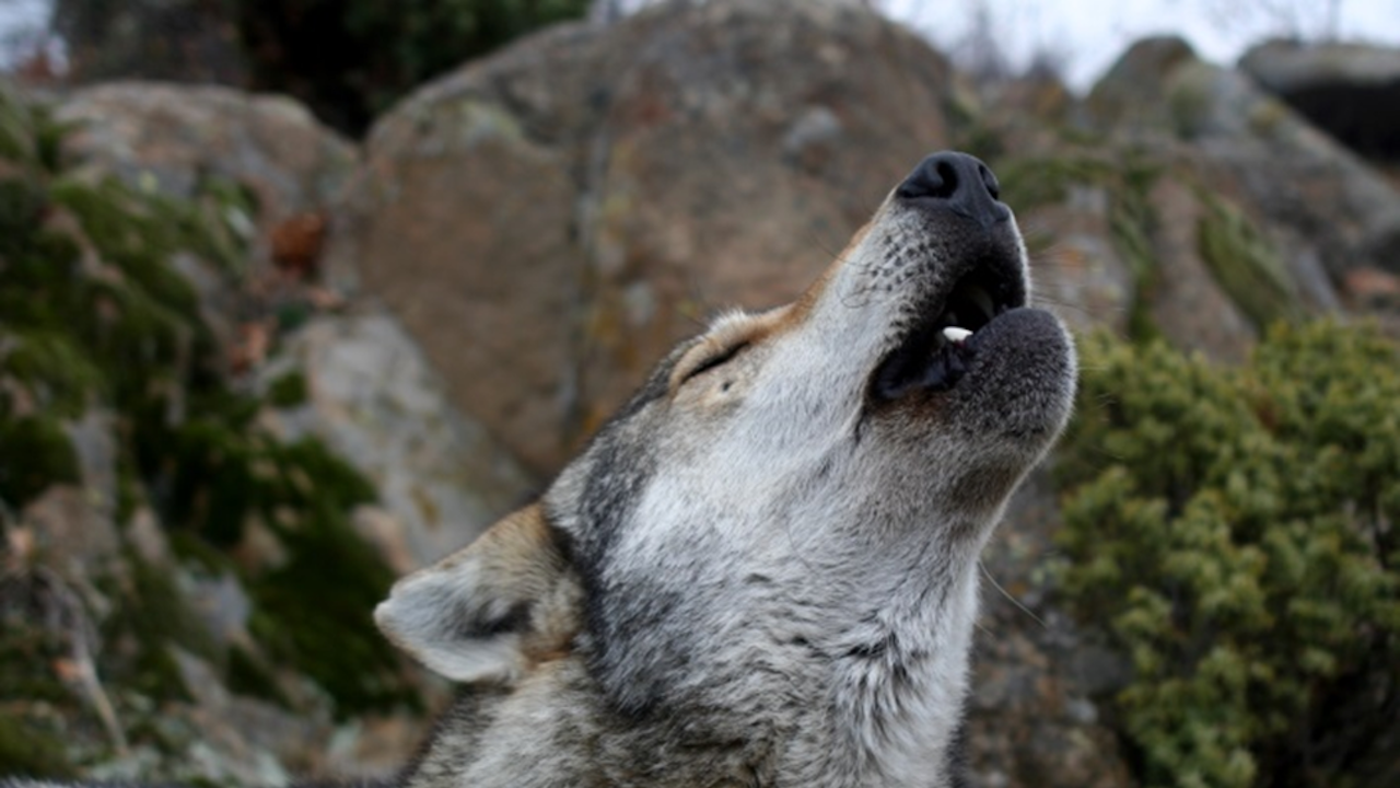 МОСВ: Утвърден е план за действие за европейския вълк