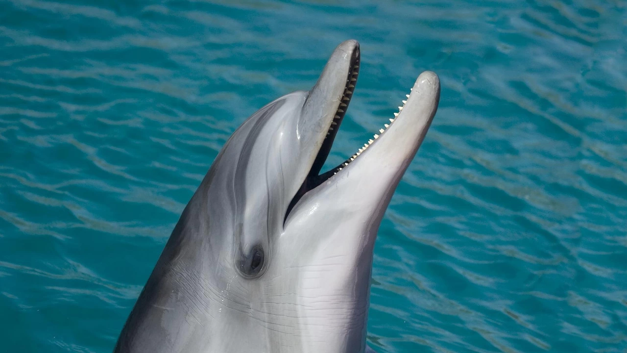 Екип от плаж Крайморие спаси делфин в опасност Сигнал за бедстващото