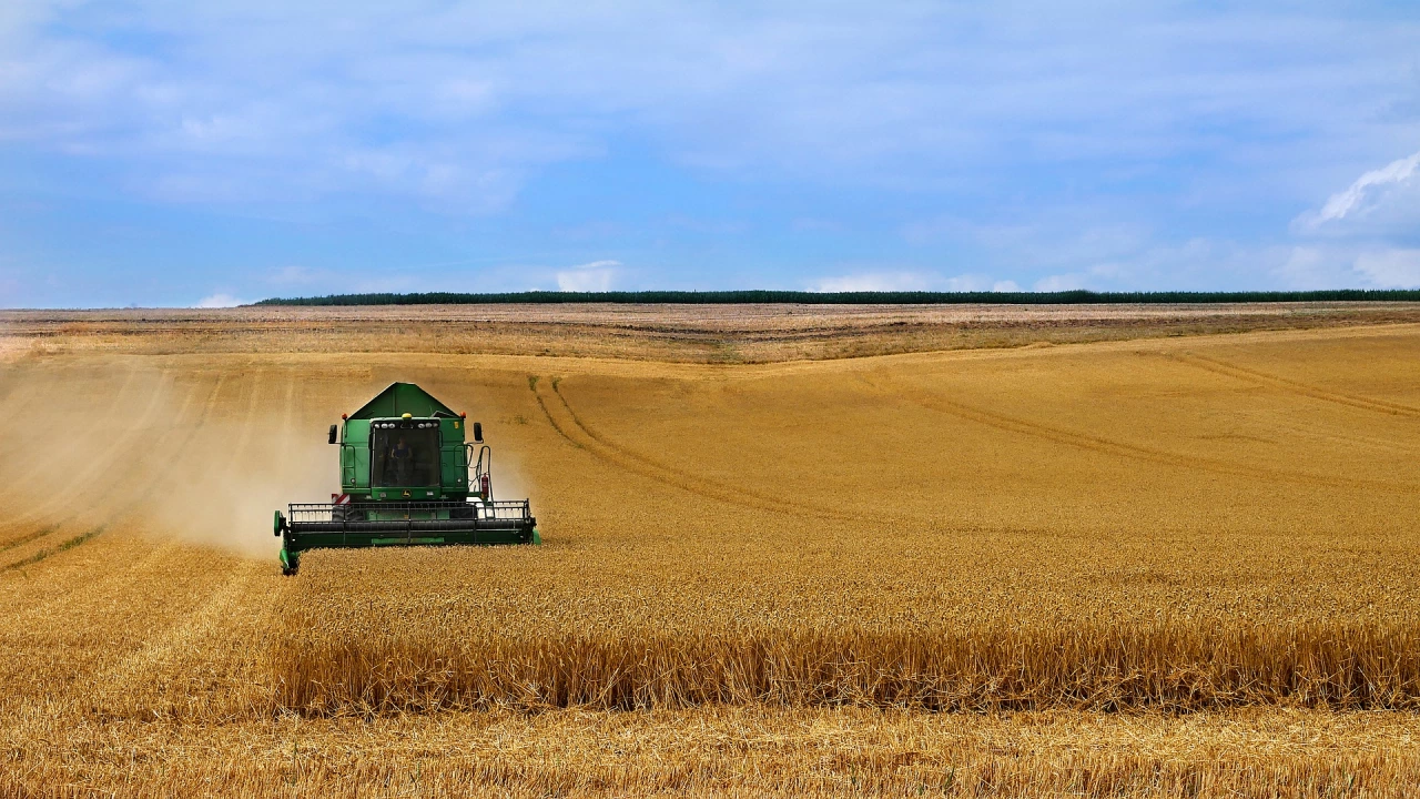 Добиви между 100 и 300 килограма от декар пшеница очакват