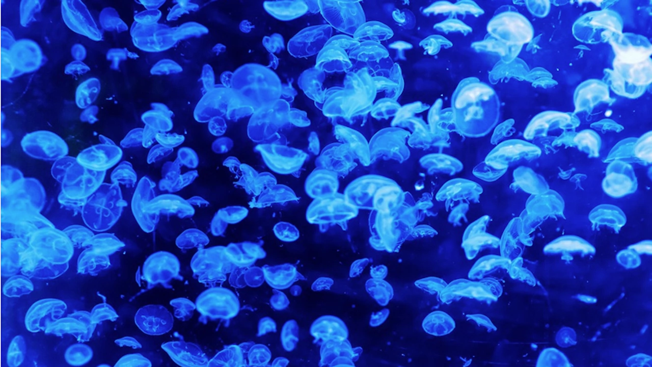Гигантско нашествие на медузи има по бреговете на Израел Погледнати от