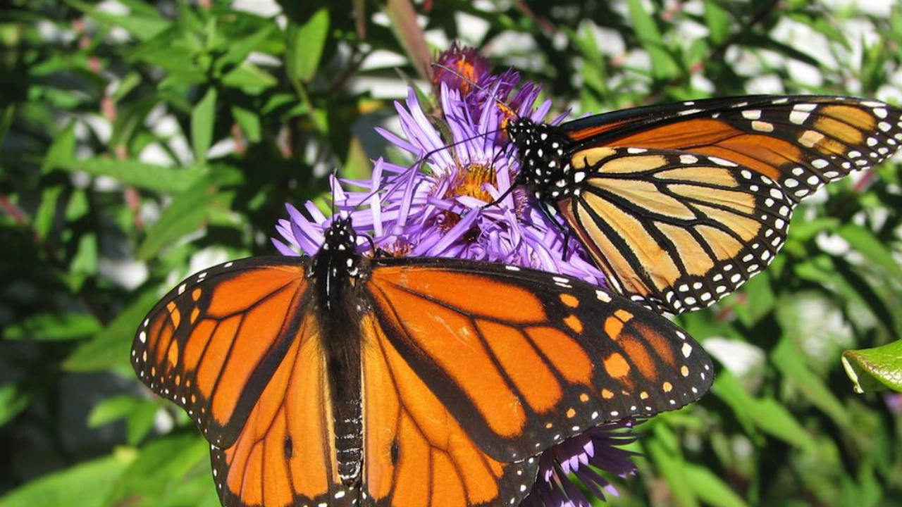 Северноамериканските пеперуди Монарх които изминават хиляди километри всяка година влязоха