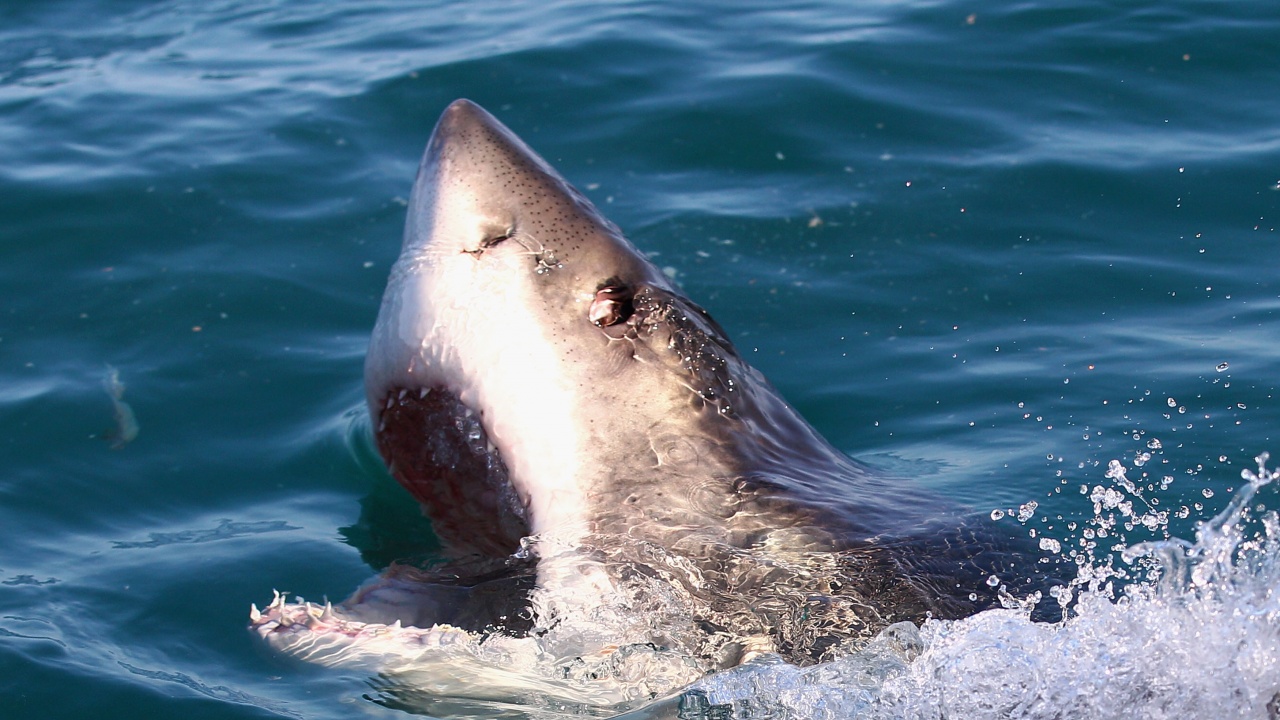 Увеличава се броят на белите акули край източното крайбрежие на САЩ