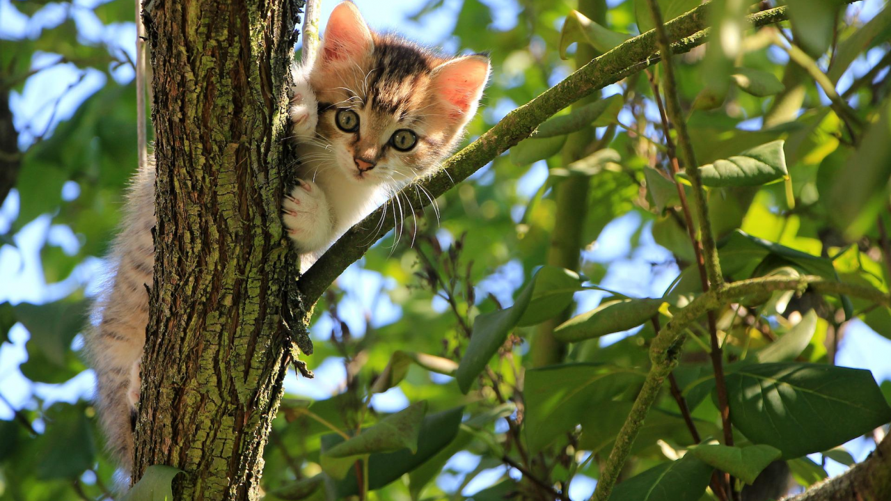 Полски институт класифицира домашните котки като инвазивен чуждоземен вид
